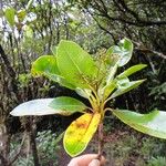 Myodocarpus gracilis Celota