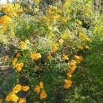 Tagetes lemmonii Pokrój