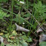 Micranthes californica Hábito