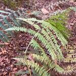 Dryopteris intermedia Hoja