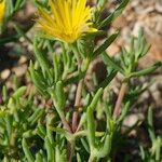 Lampranthus glaucoides 其他