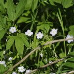 Nemophila phacelioides عادت