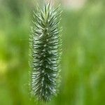 Phleum pratense 果實