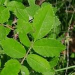 Rosa arvensis 叶