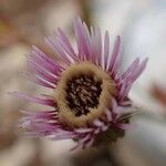 Erigeron alpinus Çiçek