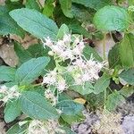 Eupatorium cannabinumBloem