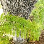 Jacaranda mimosifolia List
