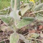 Helianthus mollis Fuelha