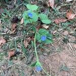 Jacquemontia tamnifolia Blüte
