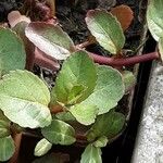 Veronica beccabunga Feuille