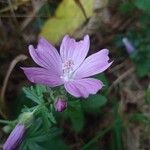 Malva tournefortiana Flor