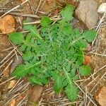 Crepis bursifolia برگ