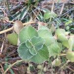 Plectranthus amboinicusDeilen