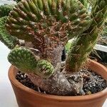 Austrocylindropuntia cylindrica Blad