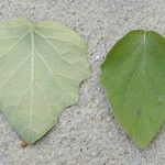 Physalis mollis Blad