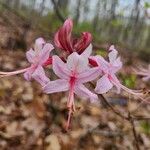 Rhododendron periclymenoides 花