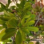 Pittosporum viridiflorum ഇല