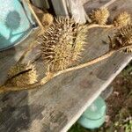 Datura ferox Fruchs