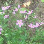 Sabatia angularis Tervik taim