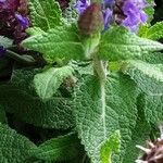 Salvia nemorosa Hoja