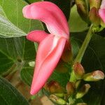 Canavalia sericea Flor