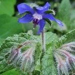 Borago officinalisKwiat