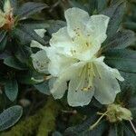 Rhododendron fletcherianum Kvet