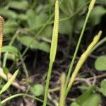 Ophioglossum reticulatum Квітка