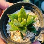 Haworthia cymbiformis Lapas