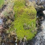 Azorella aretioides Hábito