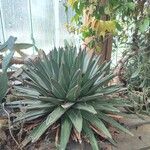 Agave victoriae-reginae Листок