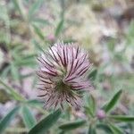 Trifolium arvense Floare