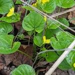 Viola glabella Leaf