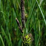 Carex melanostachya Λουλούδι