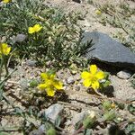 Potentilla multifida