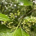 Euonymus atropurpureus Blüte