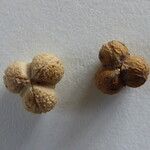 Euphorbia paralias Fruto