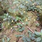 Lactuca muralis Libunga