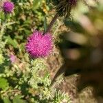 Cirsium subniveum Çiçek