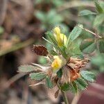 Ononis pusilla Flor