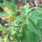 Pentanema squarrosum Flower