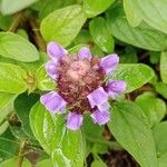 Prunella vulgaris Blüte