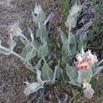 Asclepias californica অভ্যাস