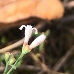 Asperula cynanchica 花