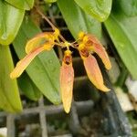 Bulbophyllum spp.