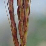 Bothriochloa ischaemum Кора