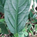 Erythrococca chevalieri Yaprak