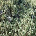 Cupressus cashmeriana Συνήθη χαρακτηριστικά