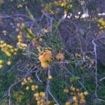 Acacia paradoxa Flower