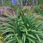 Agapanthus campanulatus Habitat